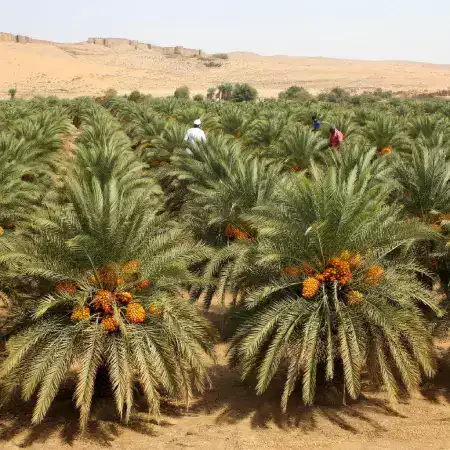 Panoramic view of EcoDateFarm's extensive date palm plantation in Sam Dunes area near Jaisalmer showing rows of mature palm trees