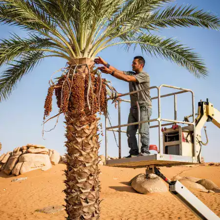 Skilled workers harvesting premium Medjool dates from EcoDateFarm's organic plantation in Jaisalmer during peak harvest season