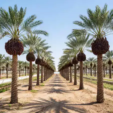 Beautiful desert landscape surrounding EcoDateFarm's date plantation in Sam Dunes area near Jaisalmer, Rajasthan showing arid terrain
